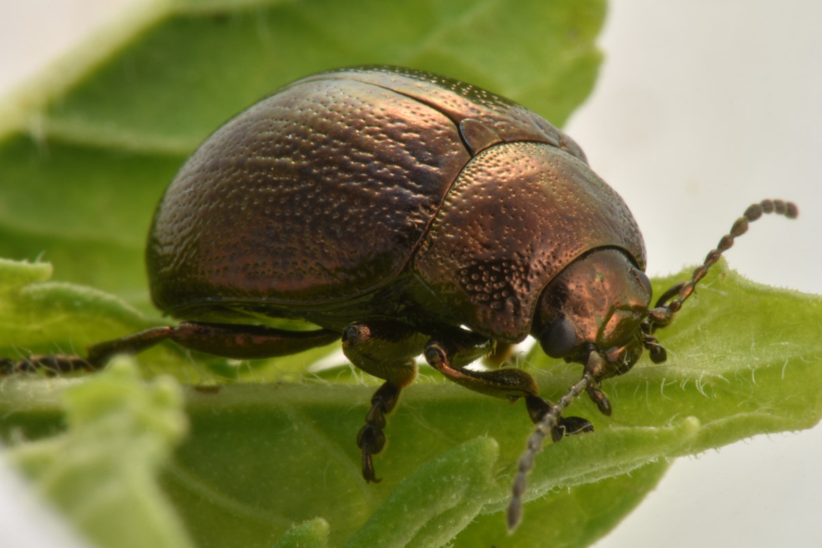 Chrysomelidae; Chrysolina herbacea, forma